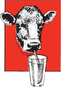 Cow drinking milk