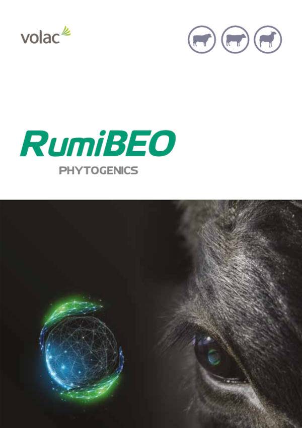RumiBEO brochure cover